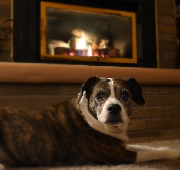 Bo by the fire