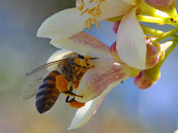 bee