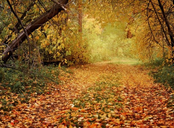 autumn-path-in-the-woods