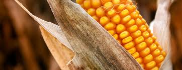 corn