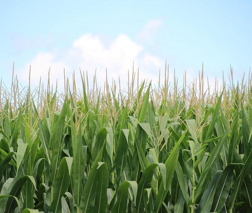 corn