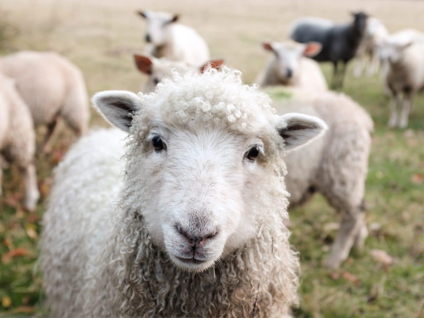 sheep 3