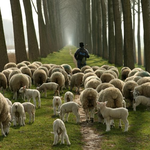 shepherd